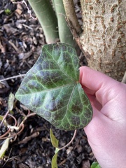 Hedera helix