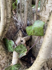 Hedera helix