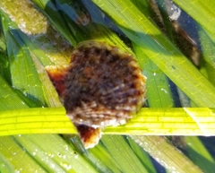 Leptopecten latiauratus