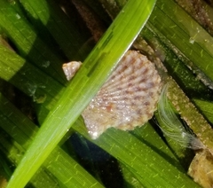 Leptopecten latiauratus