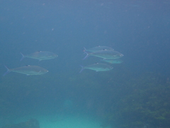 Scomberoides lysan