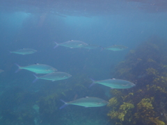 Scomberoides lysan