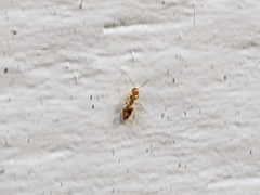 Plagiolepis alluaudi