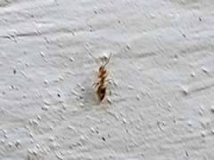 Plagiolepis alluaudi