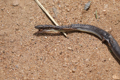 Crotaphopeltis hotamboeia