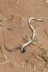 Crotaphopeltis hotamboeia