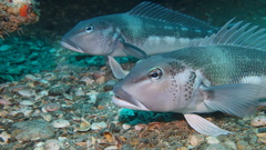 Blue Cod photo 5