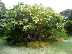 Ficus auriculata