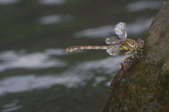 Paragomphus reinwardtii