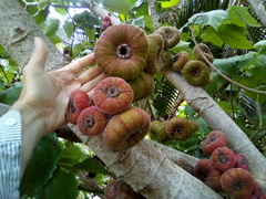 Ficus auriculata