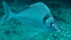 Nemadactylus macropterus