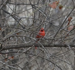 Cardinalis cardinalis