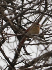 Cardinalis cardinalis