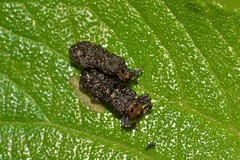 Octotoma scabripennis