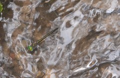 Procordulia sambawana