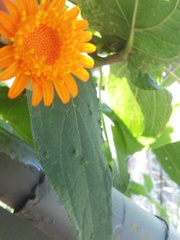 Lasianthaea macrocephala