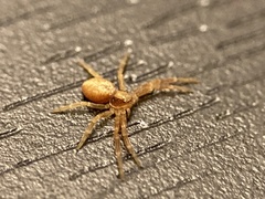 Philodromus rufus pacificus