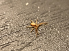 Philodromus rufus pacificus