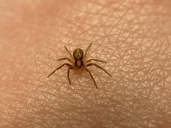 Philodromus rufus pacificus