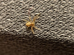 Philodromus rufus pacificus