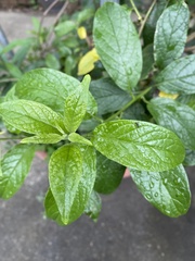 Heliotropium sarmentosum