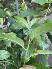 Heliotropium sarmentosum