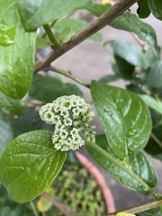 Heliotropium sarmentosum