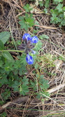 Salvia prunelloides