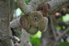 Ficus auriculata