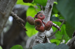 Ficus auriculata