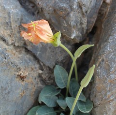 Oenothera brachycarpa