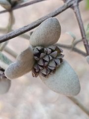 Congea tomentosa