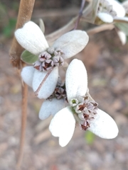 Congea tomentosa
