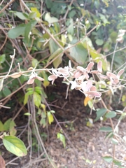 Congea tomentosa