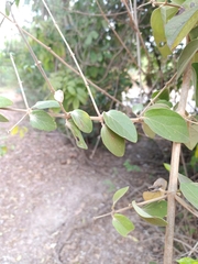 Congea tomentosa