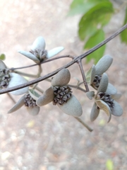 Congea tomentosa