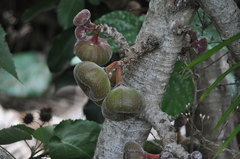 Ficus auriculata