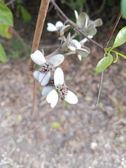 Congea tomentosa