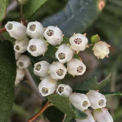 Pieris phillyreifolia