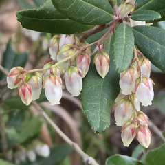 Pieris phillyreifolia