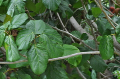 Ficus auriculata