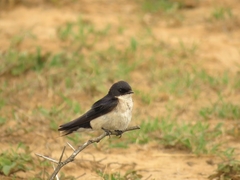 Hirundo dimidiata