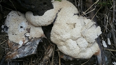 Trichoderma sulphureum