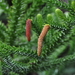 Araucaria cunninghamii papuana - Photo (c) Stephen Thorpe, alguns direitos reservados (CC BY), uploaded by Stephen Thorpe