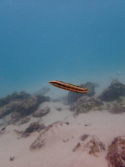 Aspidontus dussumieri