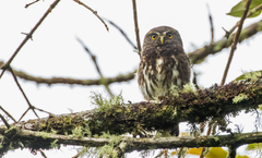 Glaucidium jardinii