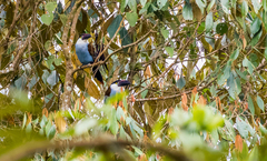 Andigena nigrirostris