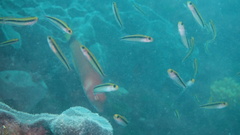 Forsterygion maryannae