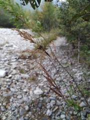 Calamagrostis angustifolia