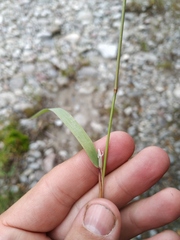 Calamagrostis angustifolia